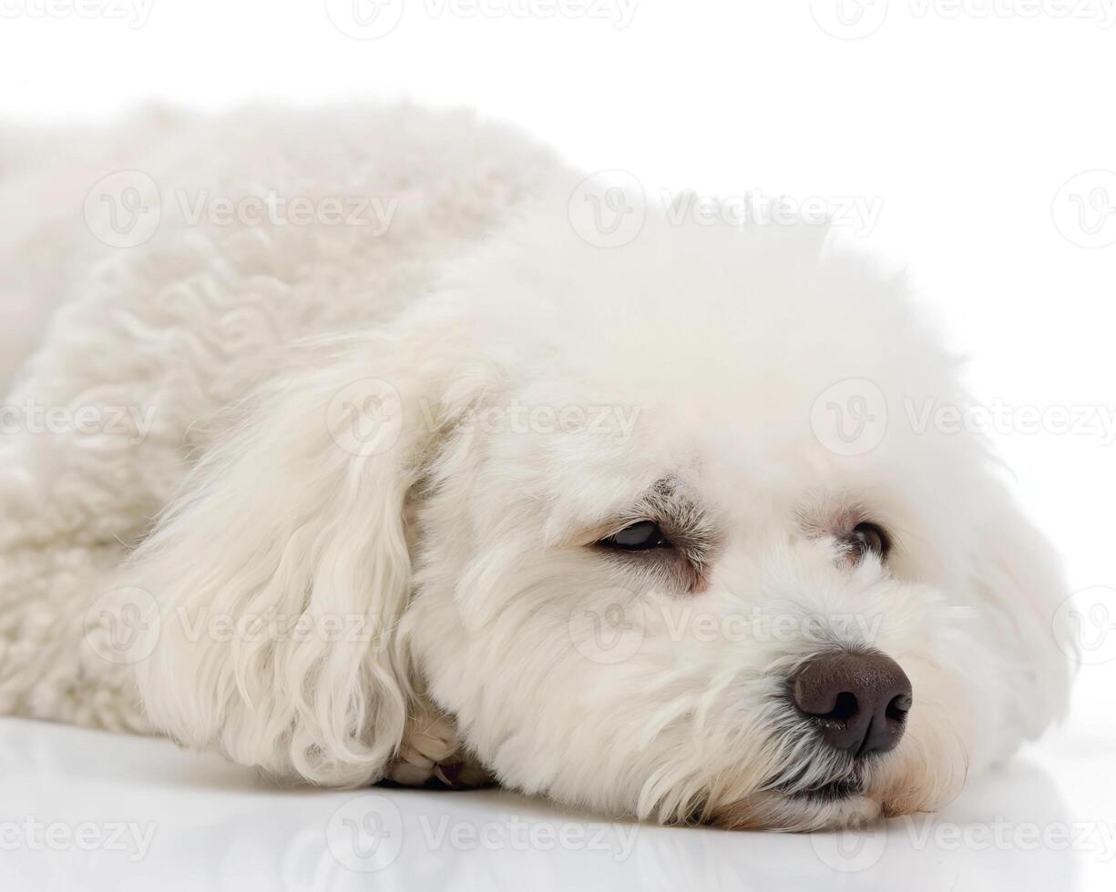 Bichon Frise, It's getting sleepy. isolated on a white background photo