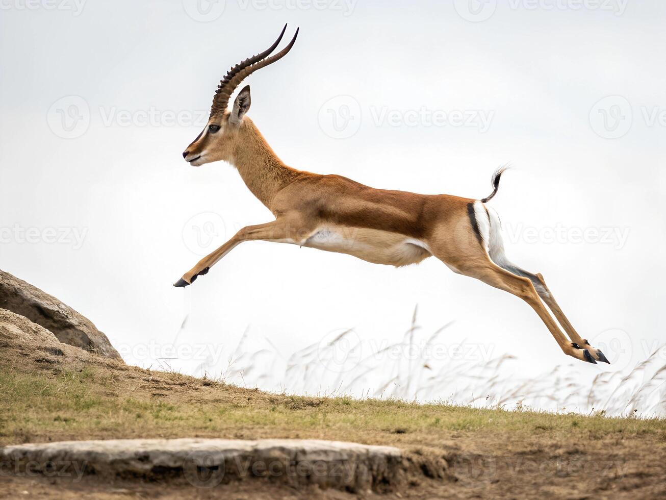 A gazelle leaping up a hill photo
