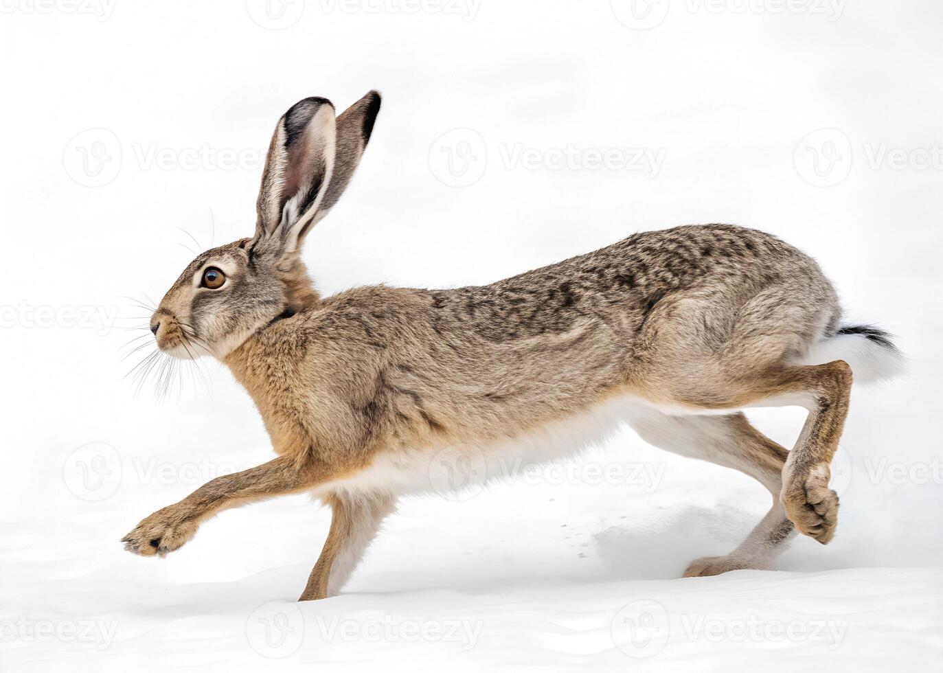 A jackrabbit bounding forward with its long ears and strong legs extended, showcasing agility on a snow backdrop photo