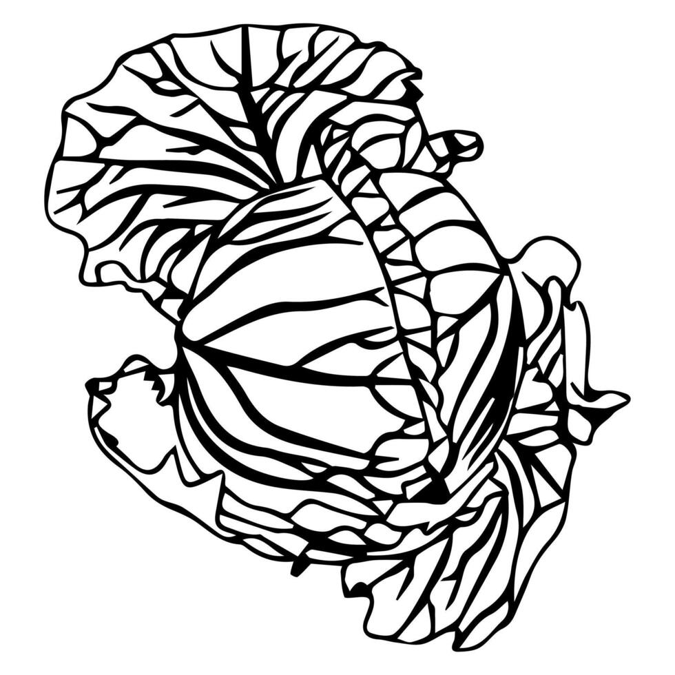 Head of cabbage in doodle style. vector
