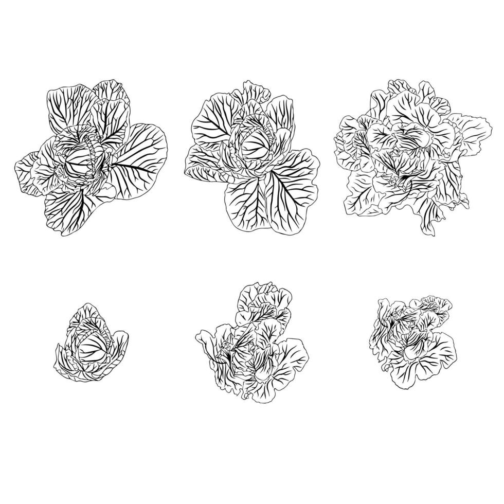 Medium set of cabbage heads in doodle style. vector