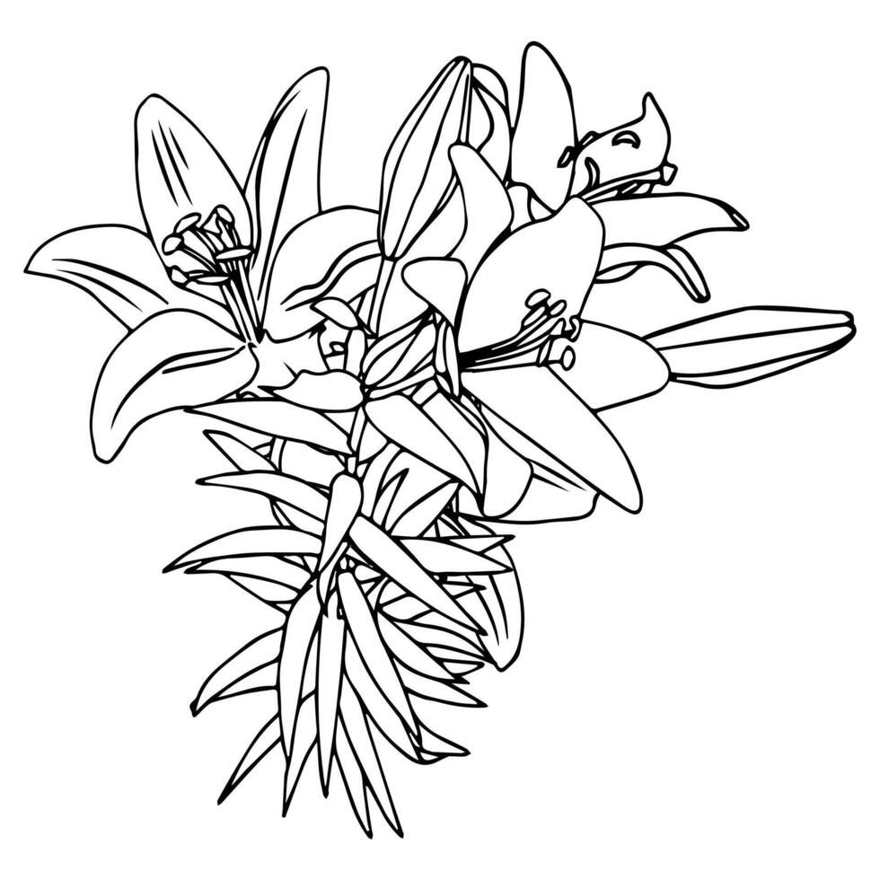 Beautiful bouquet of lilies on long stems, with flowers and buds. Doodle style. vector