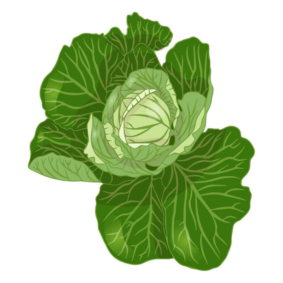 Cabbage head in flat style. vector