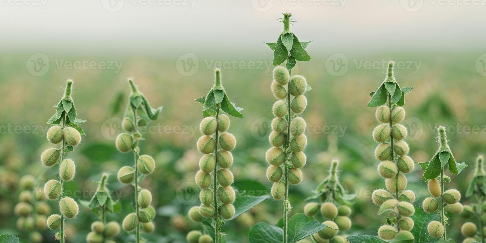 ripe soybean plants soybeans in a field soy pods photo