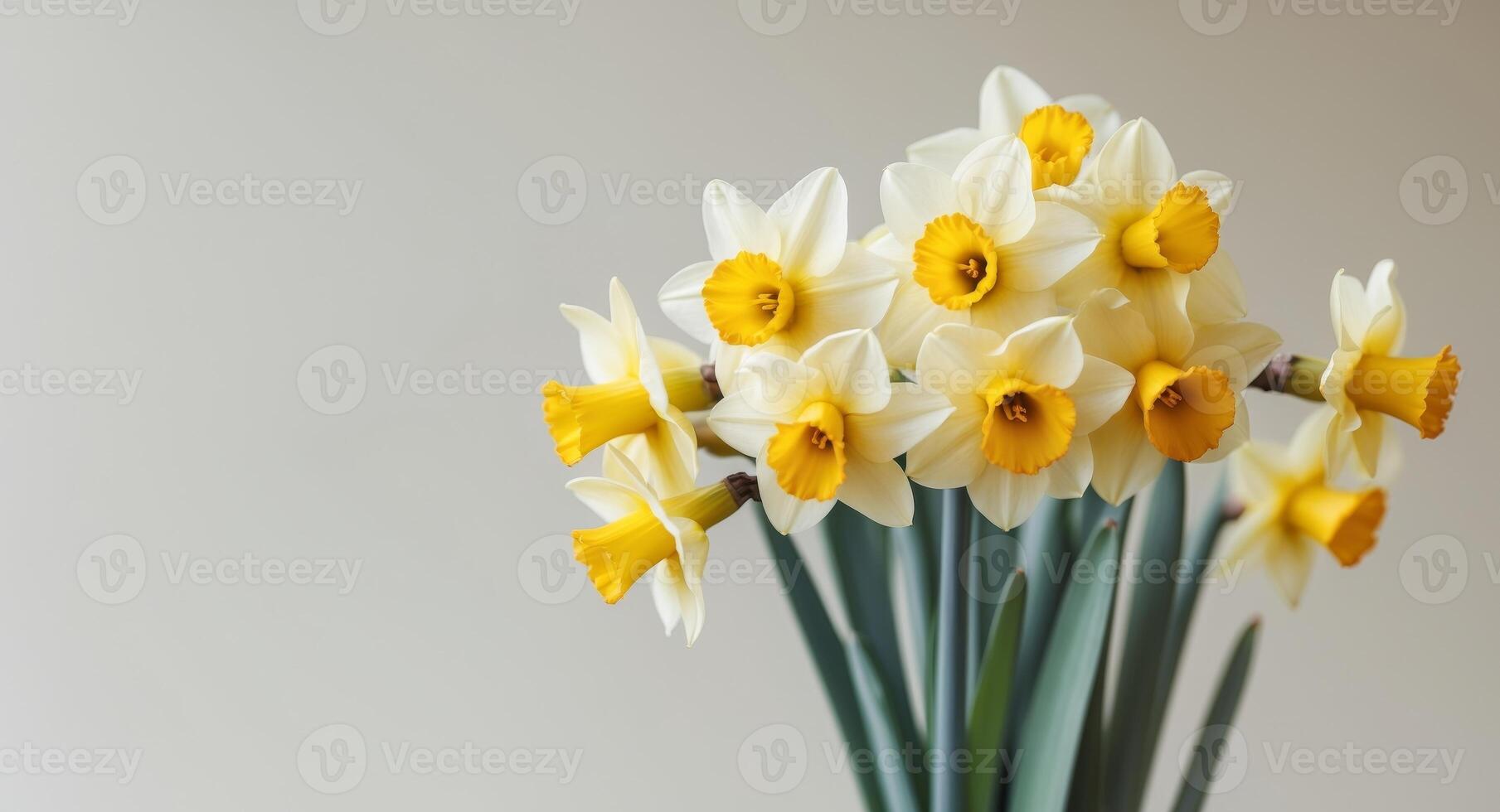 Spring Blooms A Cluster of Yellow Daffodils. photo