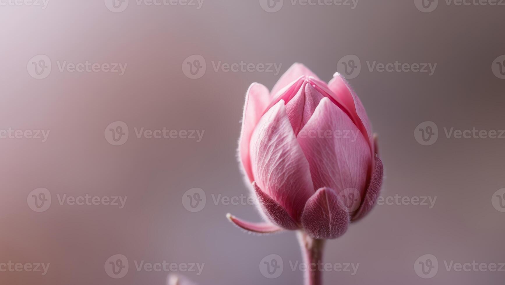 A close up of a pink flower bud on a stem photo