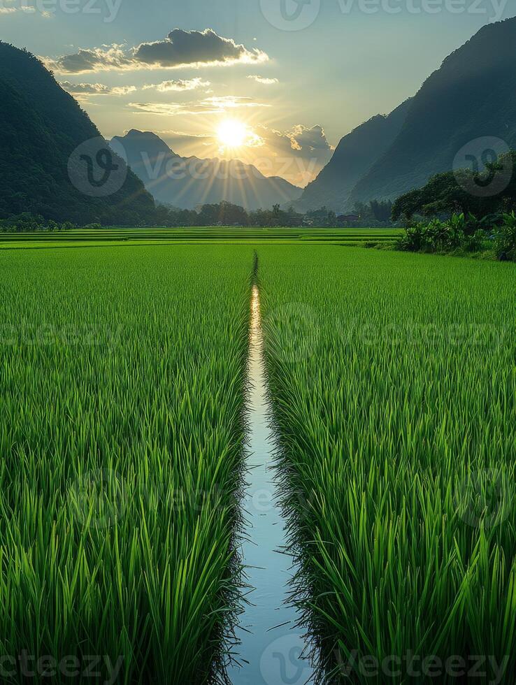 Lush green rice field at sunset, with mountains in the background and a water channel. photo