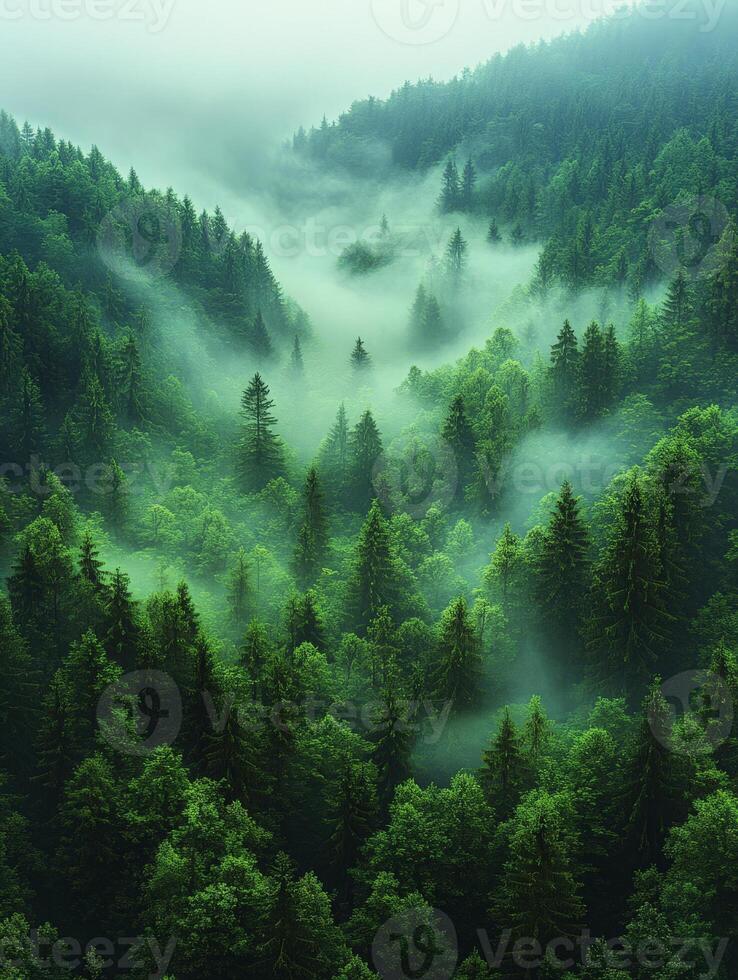 A misty forest landscape with dense trees and a serene atmosphere. photo