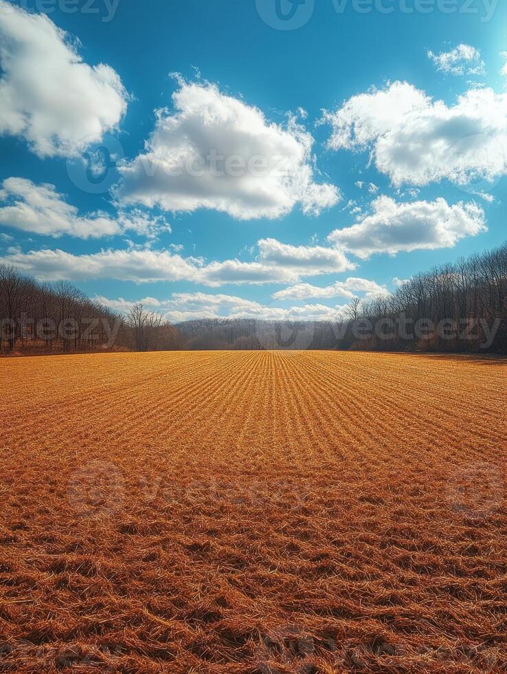 Expansive golden field under a bright blue sky with fluffy clouds. photo