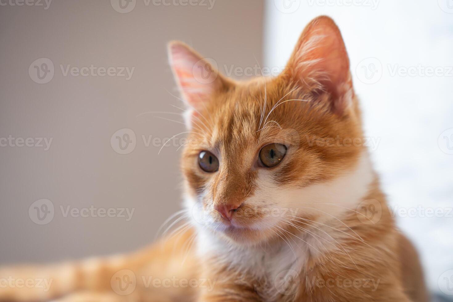 Portrait of a lying red young cat. Orange cat. Pets. Cute pet. photo