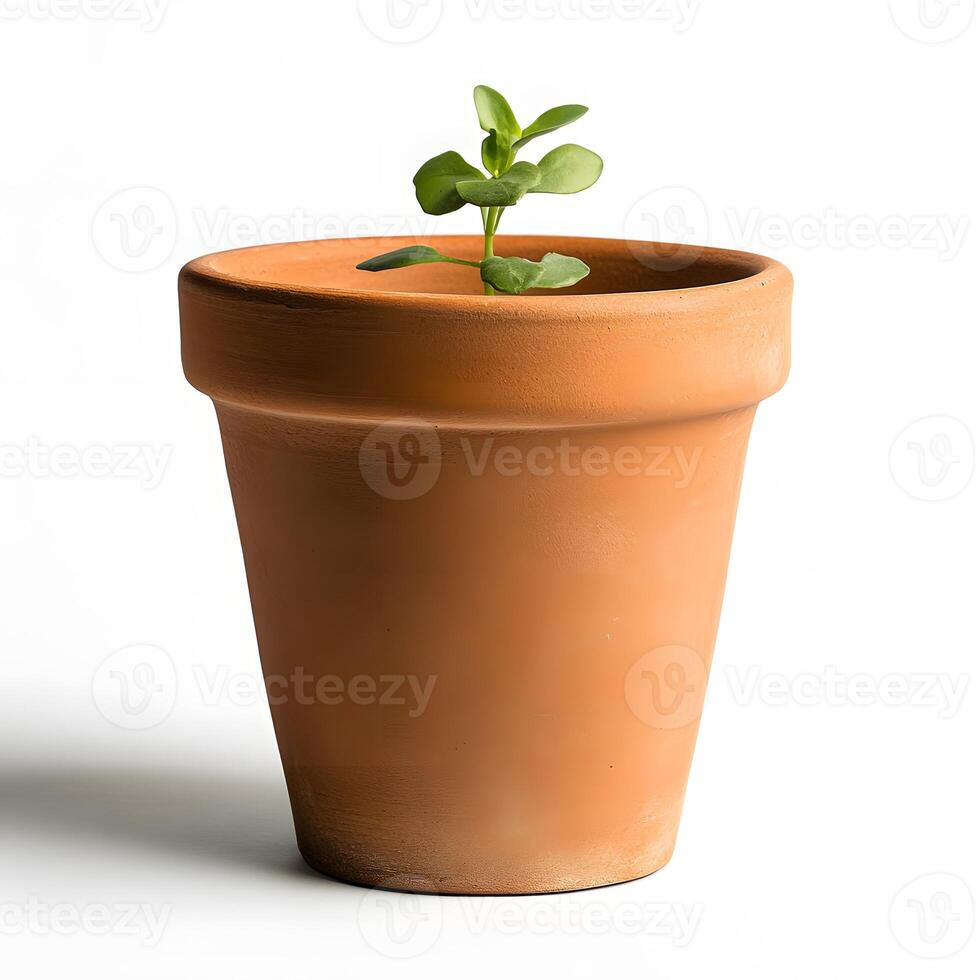 Young Plant Sprouting in Terracotta Pot photo