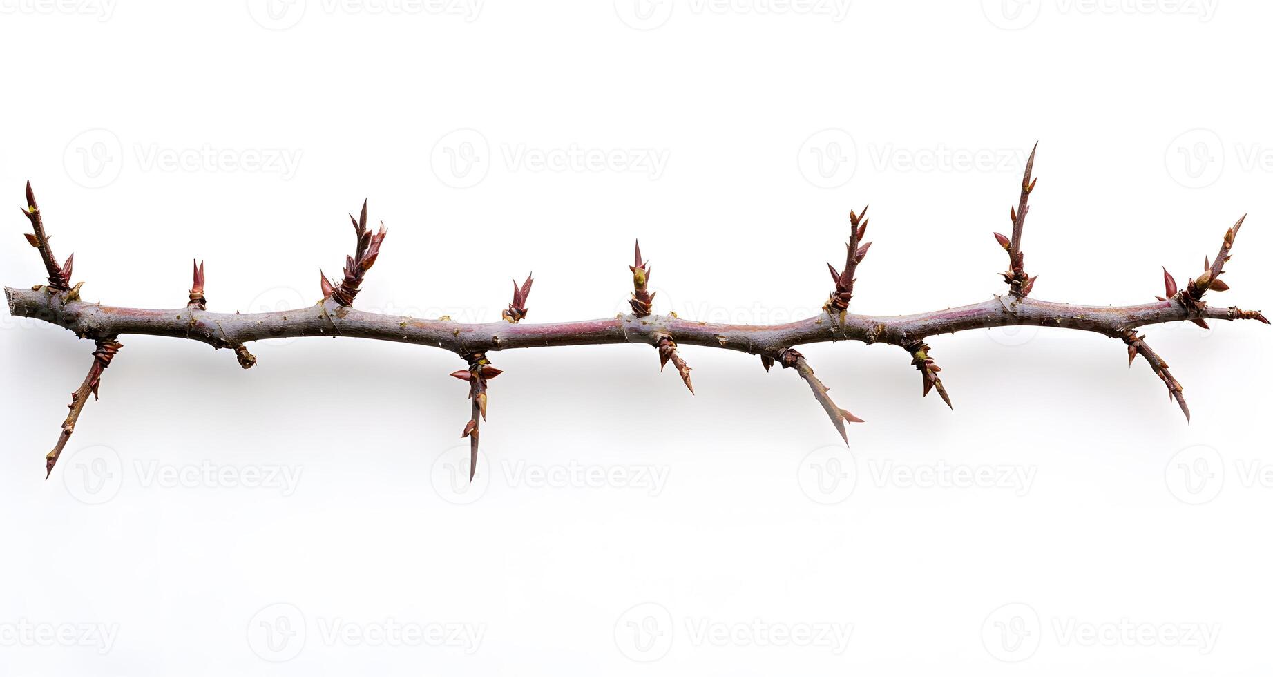 Thorny branch with budding leaf tips isolated on white photo