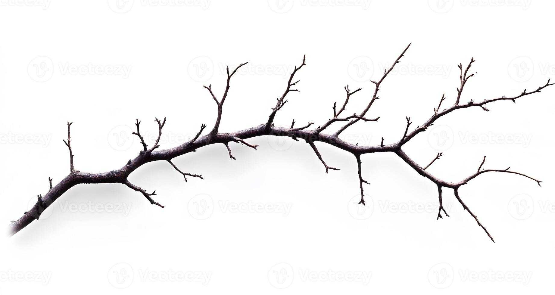 A Bare Branch Isolated on White Background photo