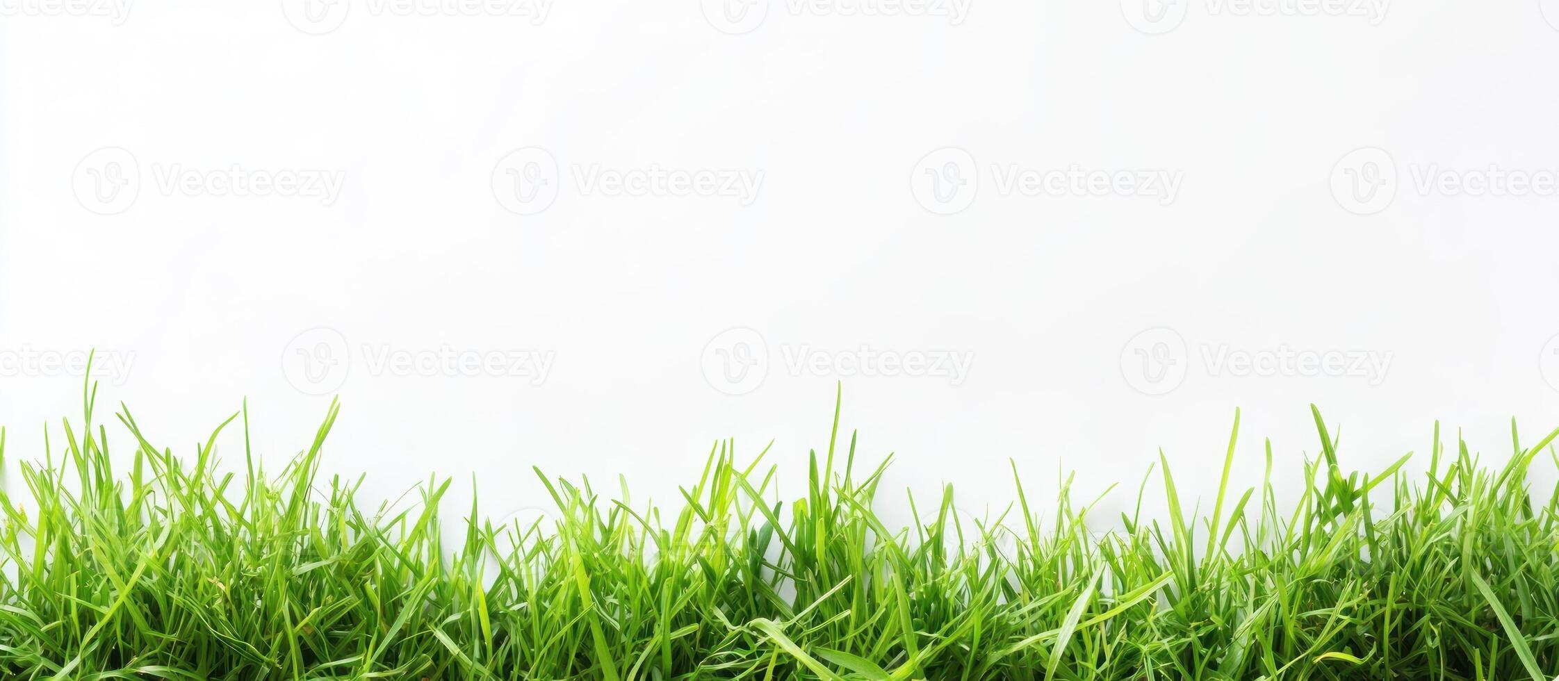 Green Grass Border on White Background photo