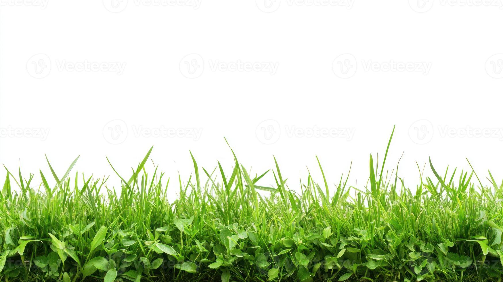 Green Grass Blades Against White Background photo