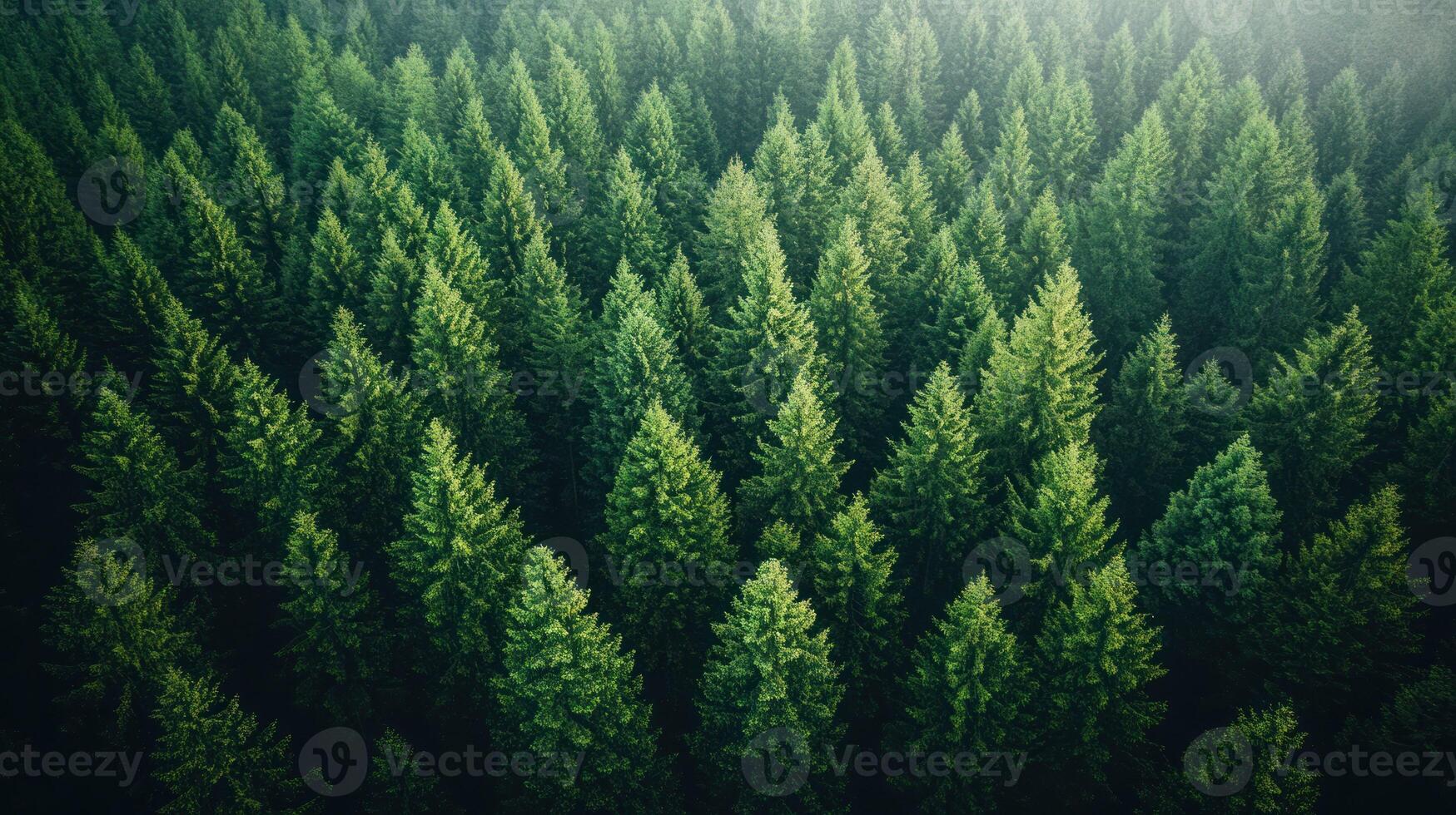 Aerial View of a Lush Evergreen Forest photo