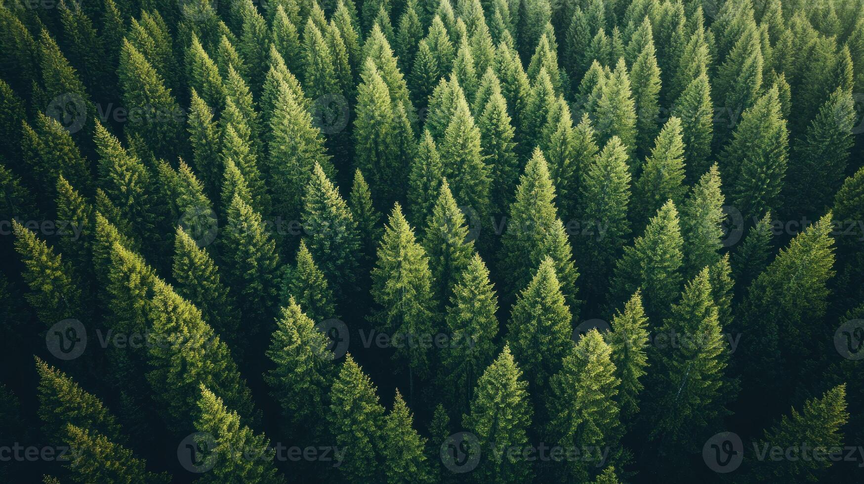 Aerial View of a Dense Evergreen Forest Canopy photo