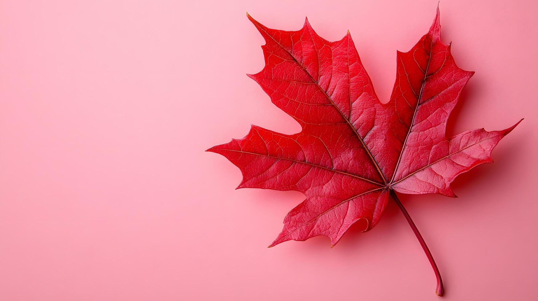 Detailed red maple leaf displays intricate veins against soft pink backdrop. Macro photography captures autumn colors and organic texture in warm, seasonal nature composition. warm photo