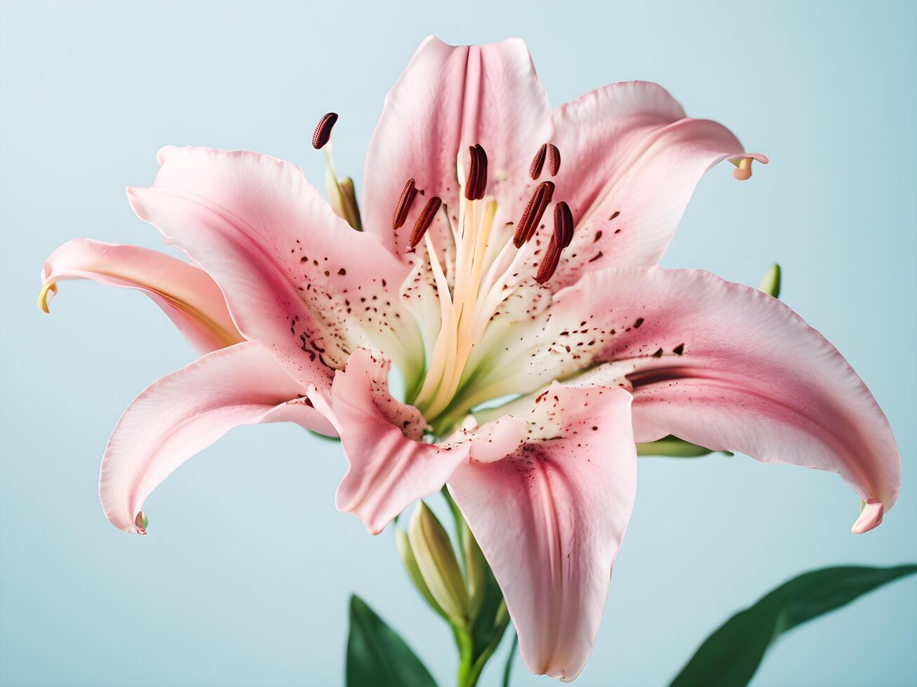 Beautiful pink lily flower on blue background. photo