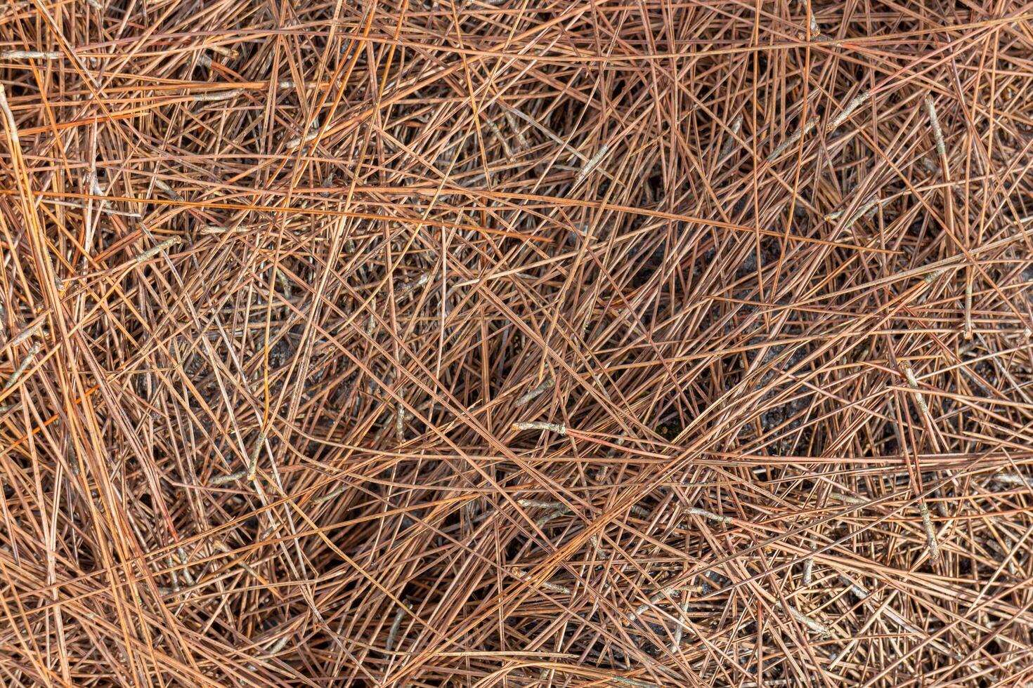 Background of dry pine needles. Texture of pine needles. Pine needles. photo