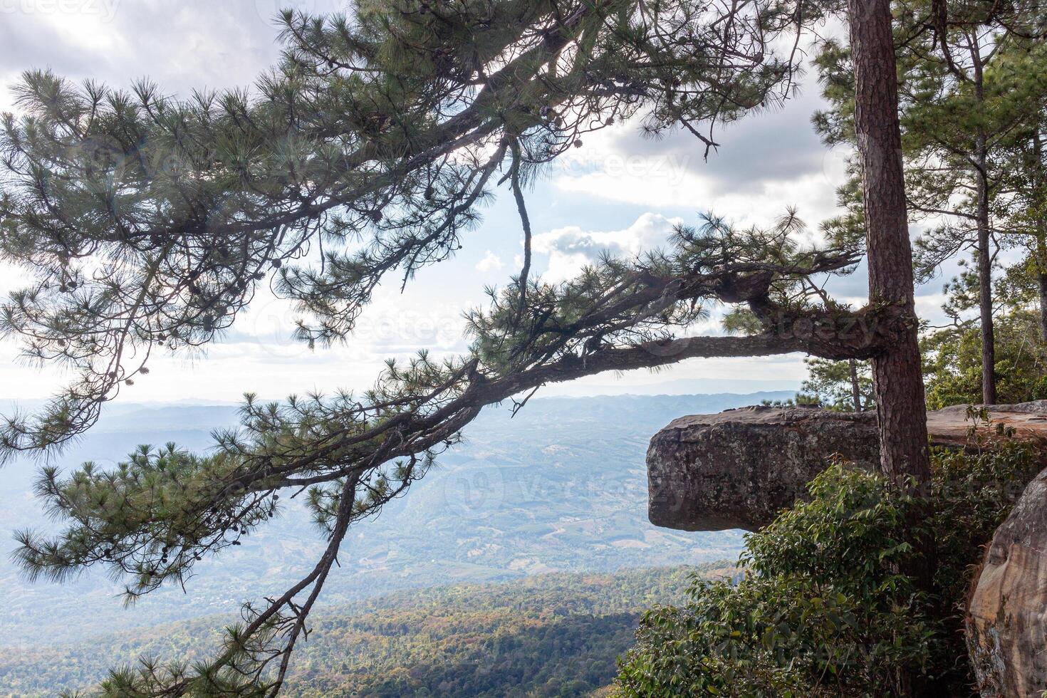 Pine tree on top of the mountain with blue sky background. At Phu Kradueng National Park photo