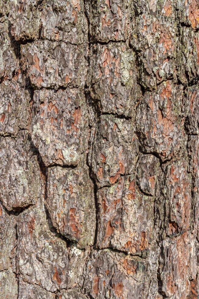 Bark of a pine tree close-up. Texture, background photo