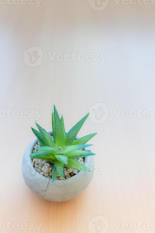 Beautiful small potted succulents on wooden stand indoors photo
