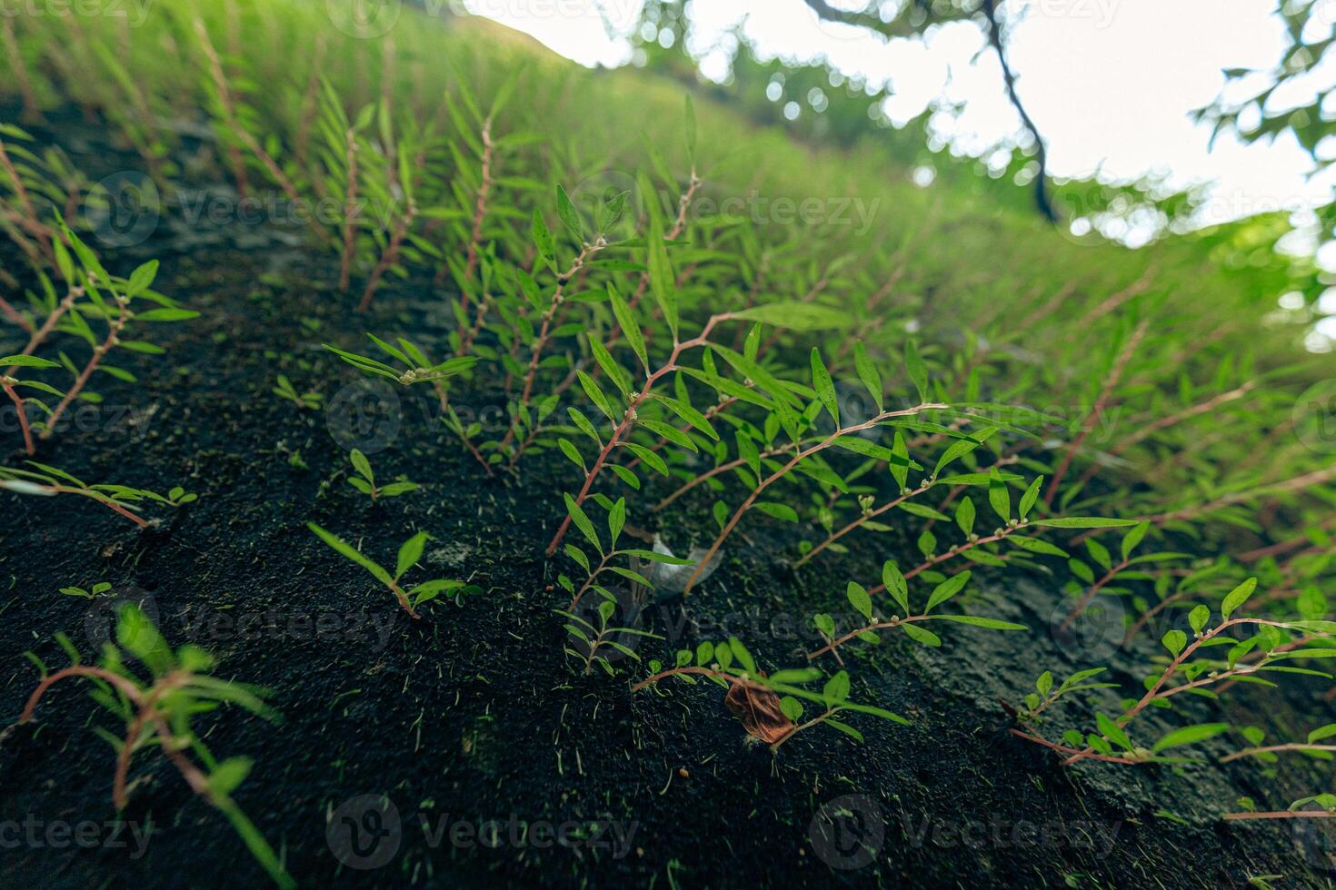 Close up of green leaves on blurred background, selective focus and shallow depth of field. photo