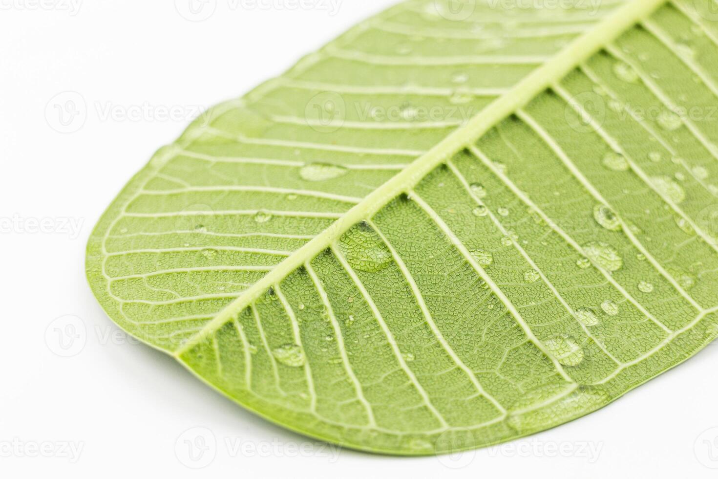 Frangipani leaf isolated on white background with clipping path. photo