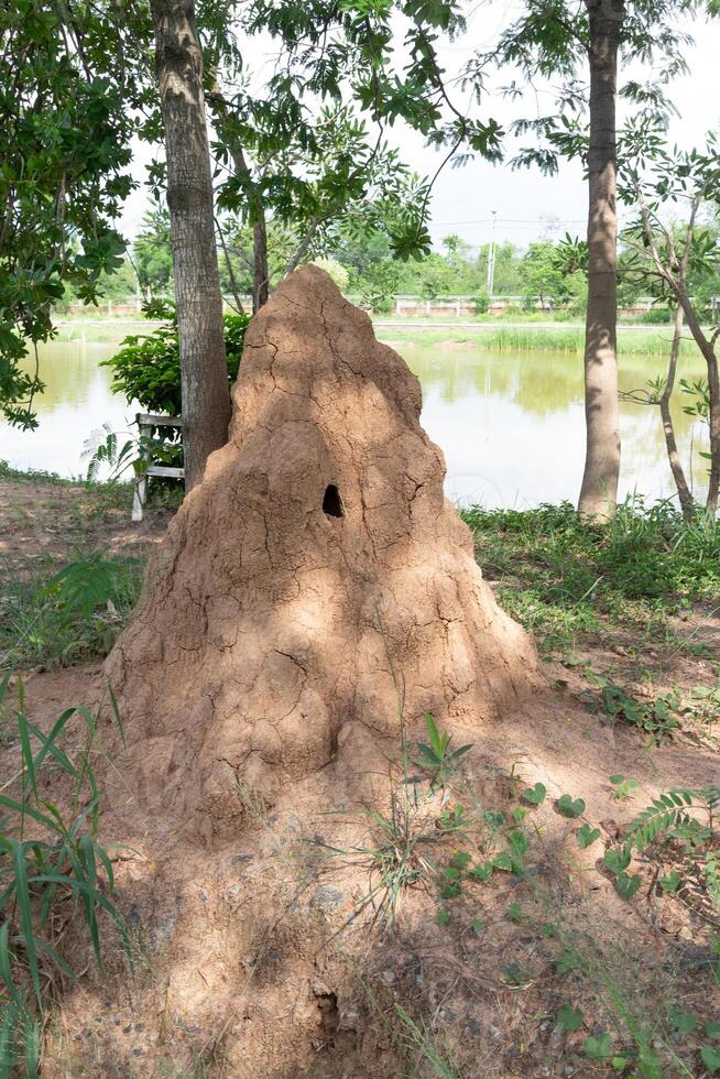 Ants nest on the ground in the park, The termites nest photo