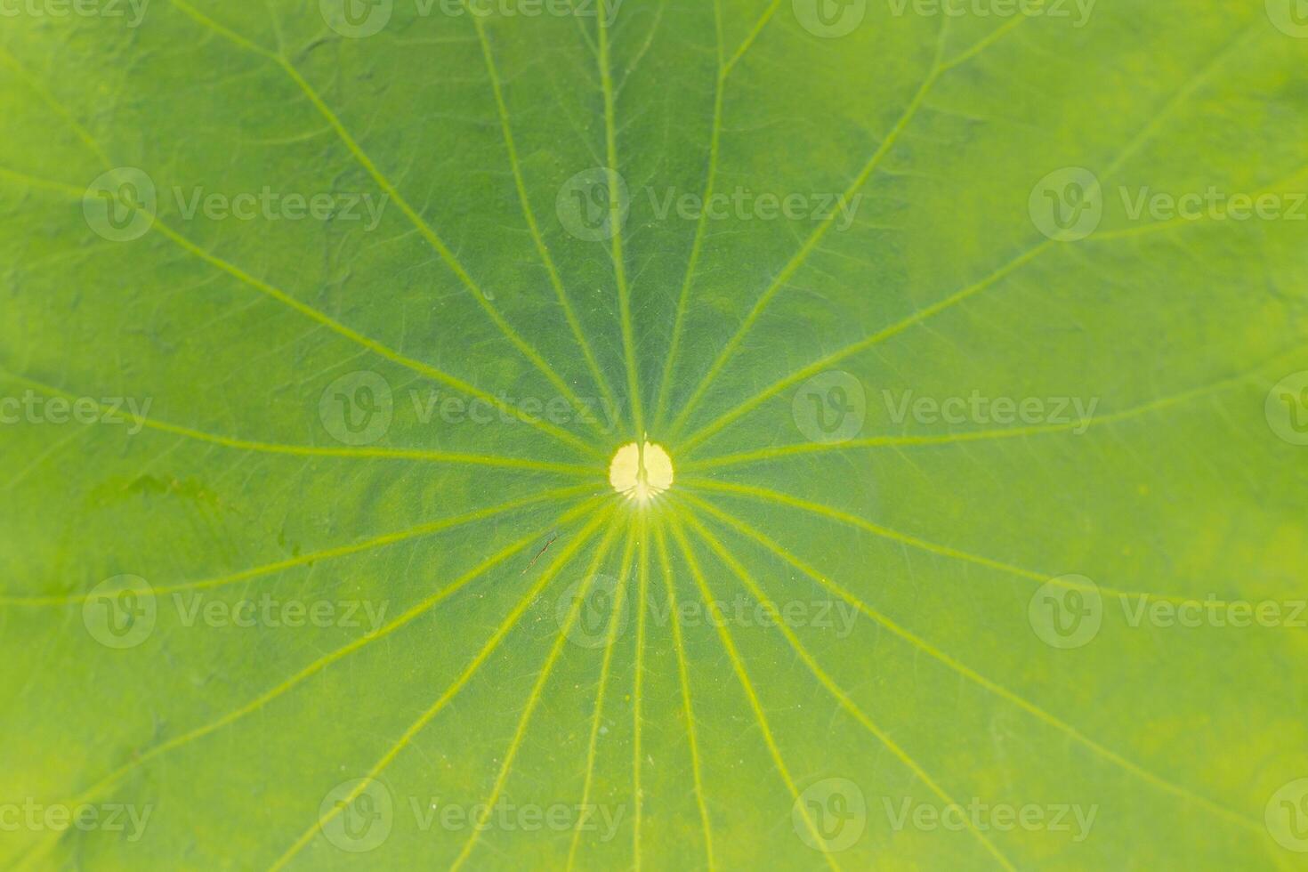 Close up of green lotus leaf in the pond with sunlight. photo