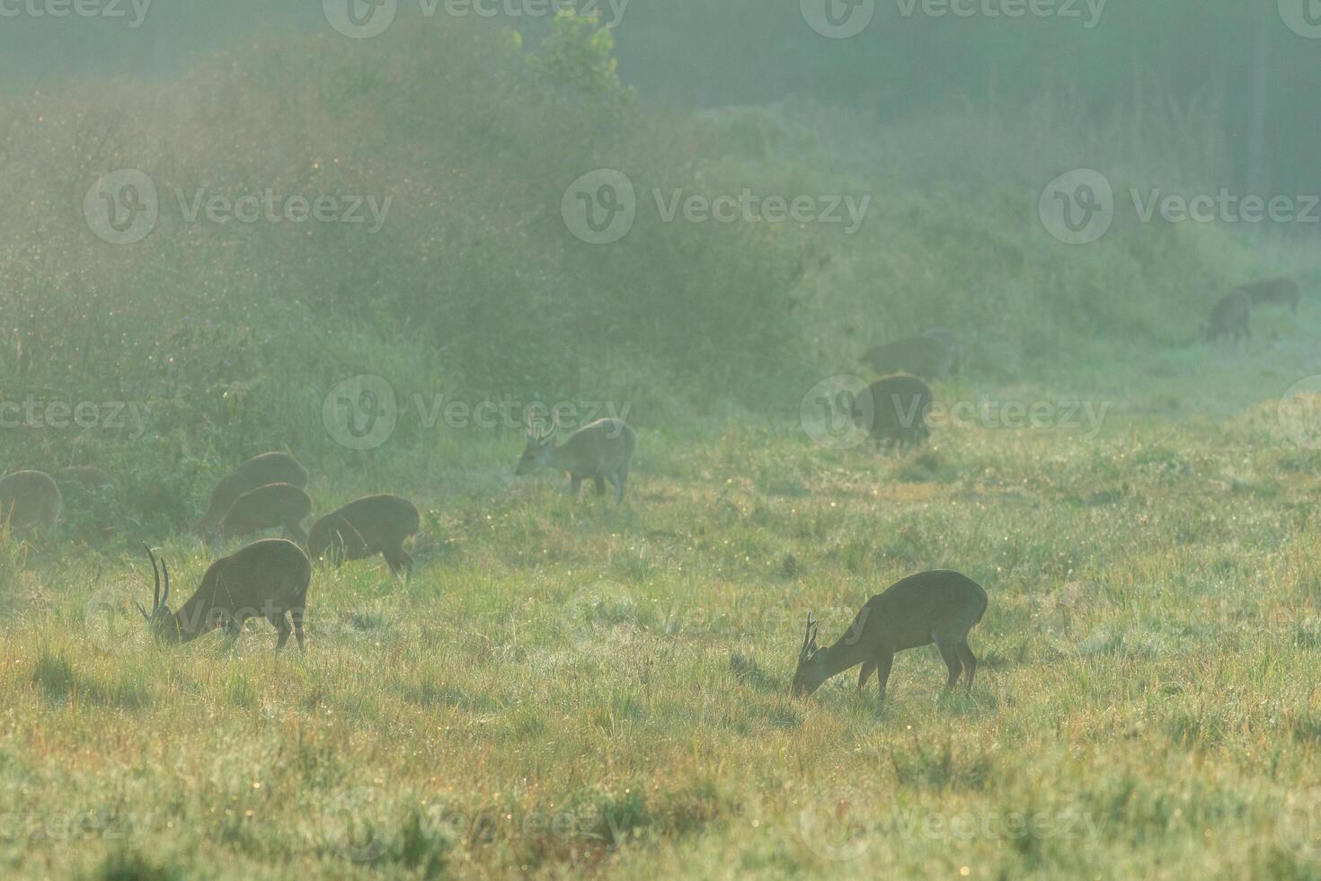 Wild deer in the meadow in the morning mist, Thung Kamang, Phu Khiao Wildlife Sanctuary, Chaiyaphum Province, Thailand photo