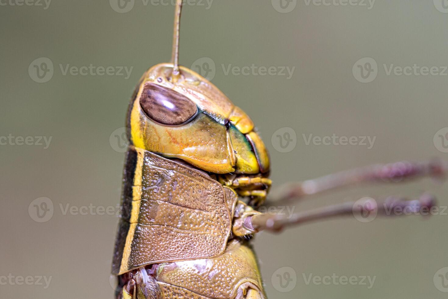 Close up of a grasshopper on a branch in nature. photo