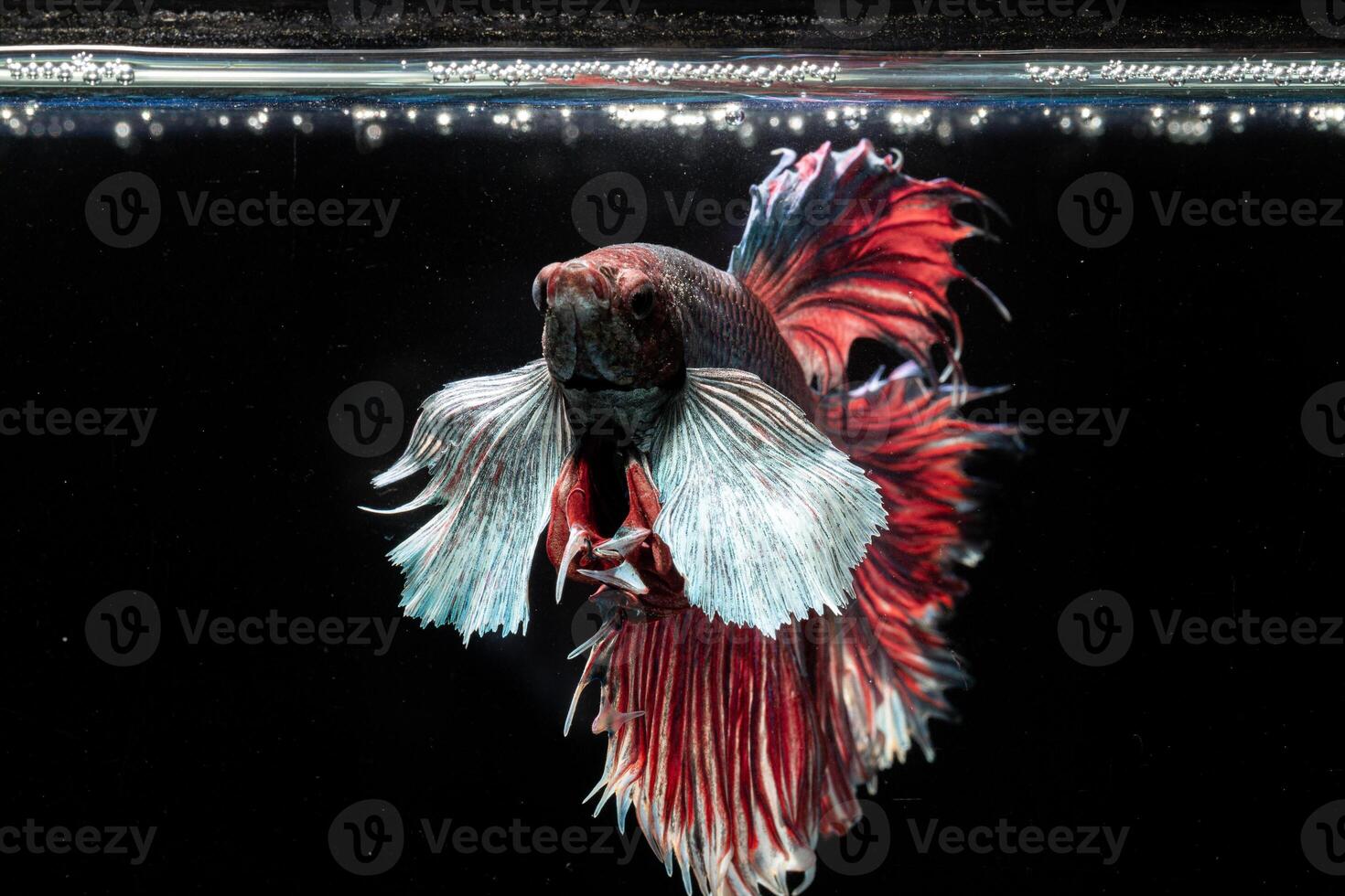 red siamese fighting fish isolated on black background. betta fish. photo