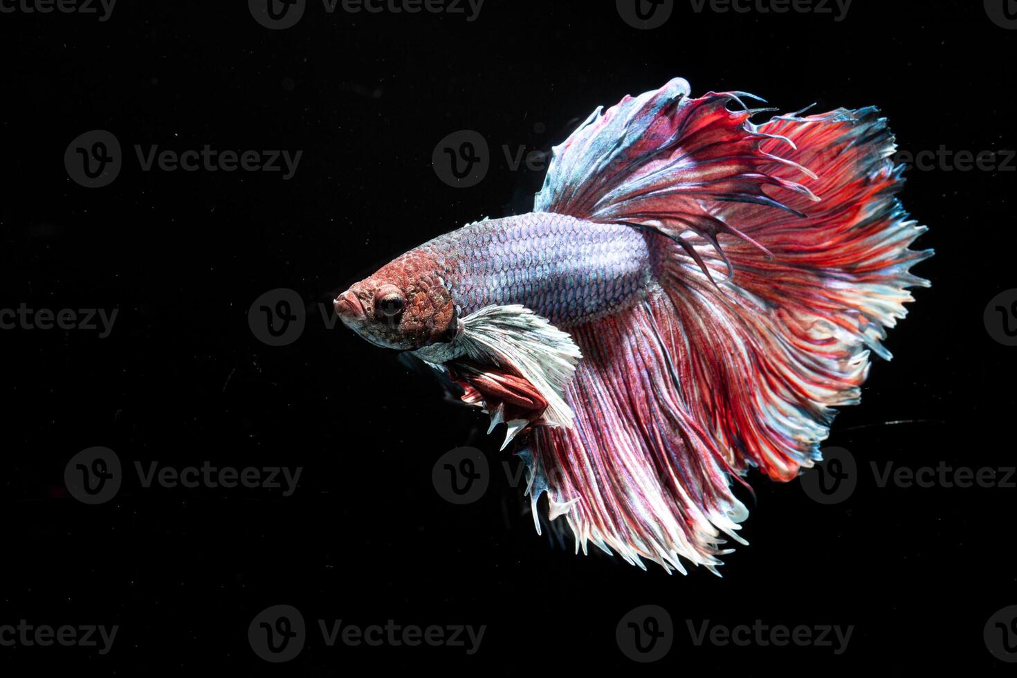Siamese fighting fish in the aquarium, betta splendens photo