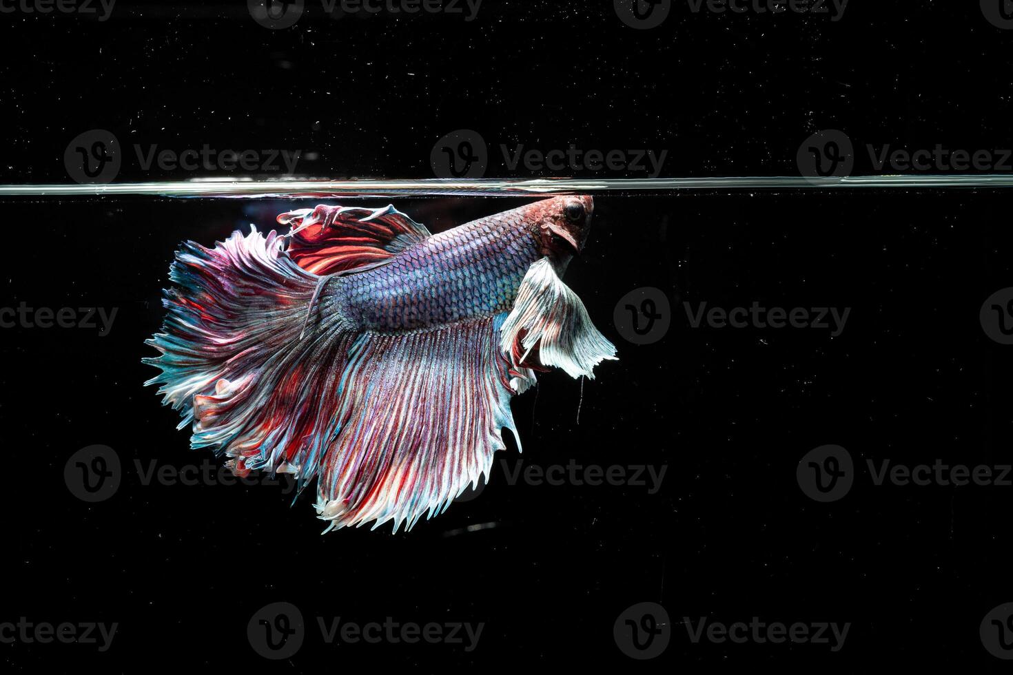 Siamese fighting fish in the aquarium betta splendens photo
