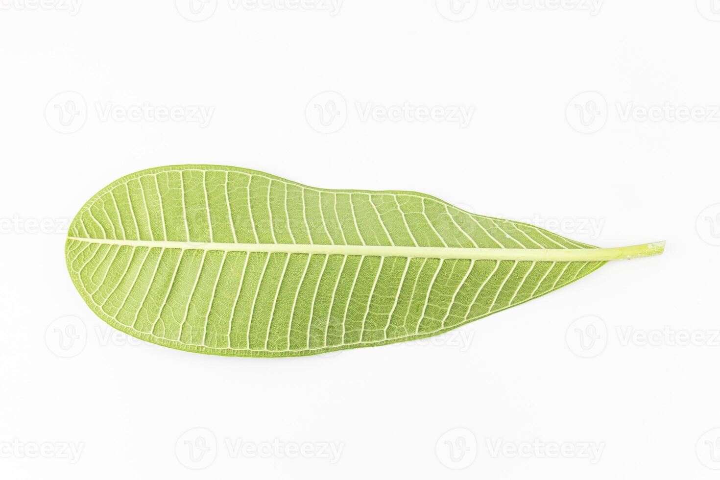 Frangipani leaf isolated on white background - clipping path included photo