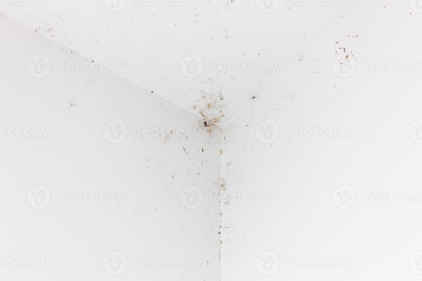 White ceiling with mold and dirt. The concept of the problem of mold. photo