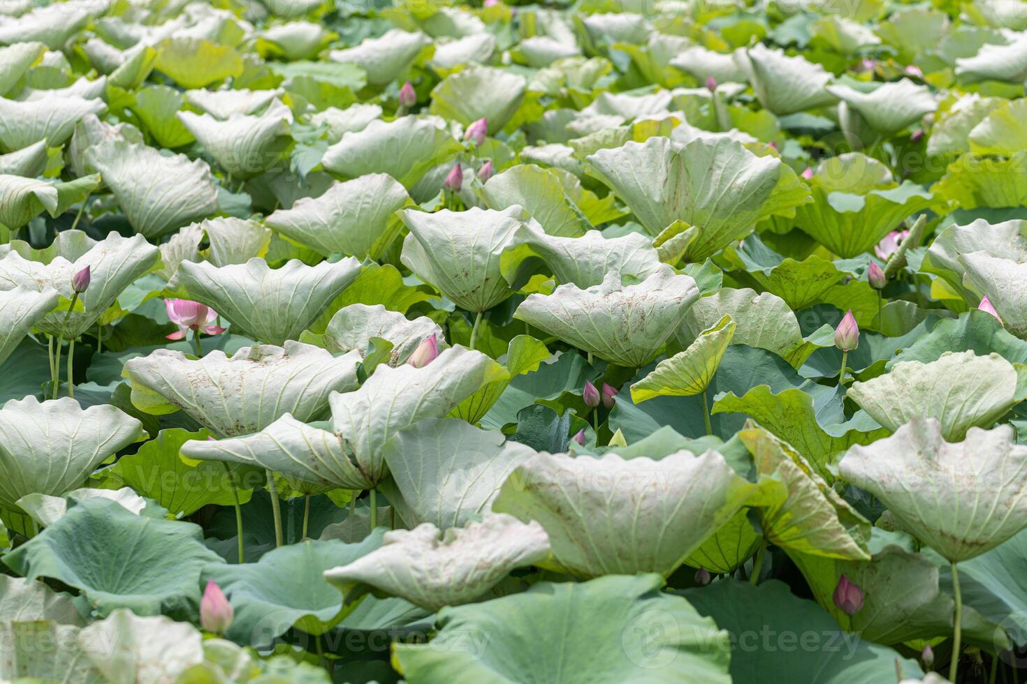 Lotus pond in Chiangmai province, Thailand. Blooming lotus flower. photo