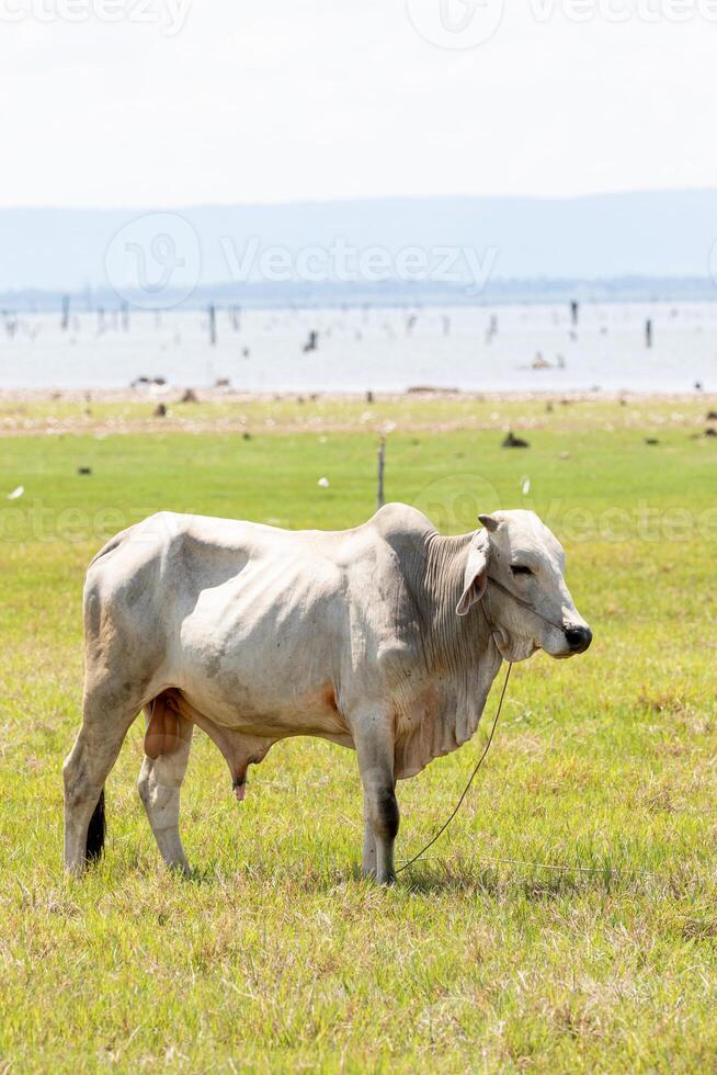 Thai cow on the grassland in the countryside of Thailand. photo