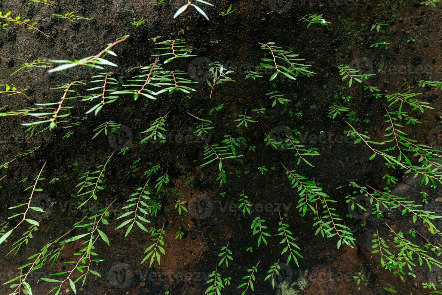 Green leaves on rock background, top view. Natural background texture. photo