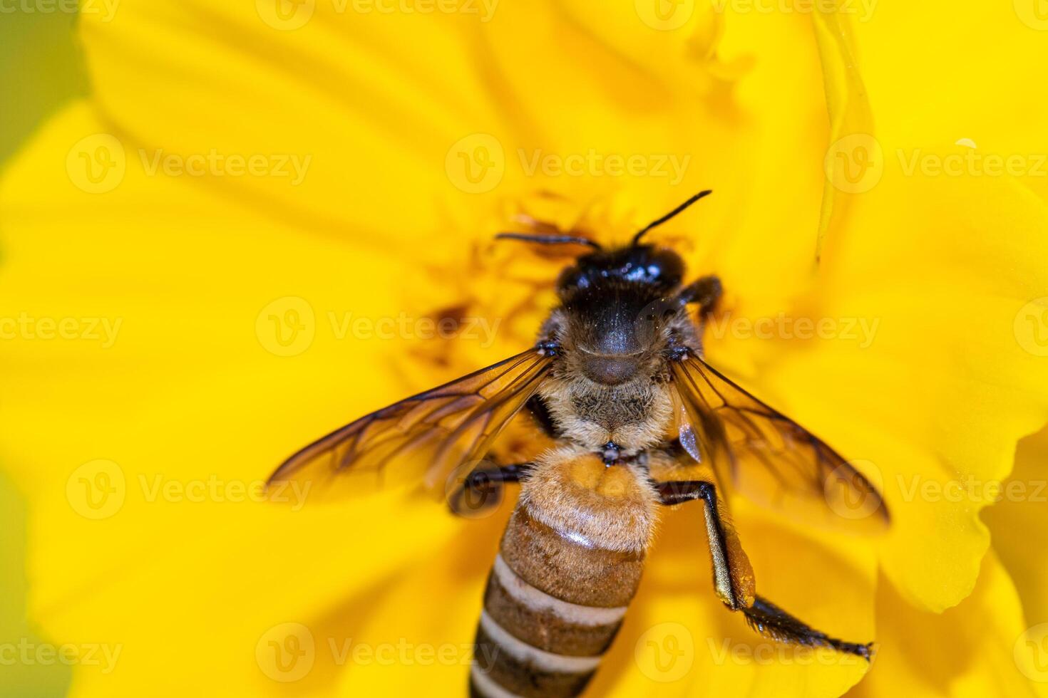 Macro of a bee on a yellow flower. Shallow depth of field photo