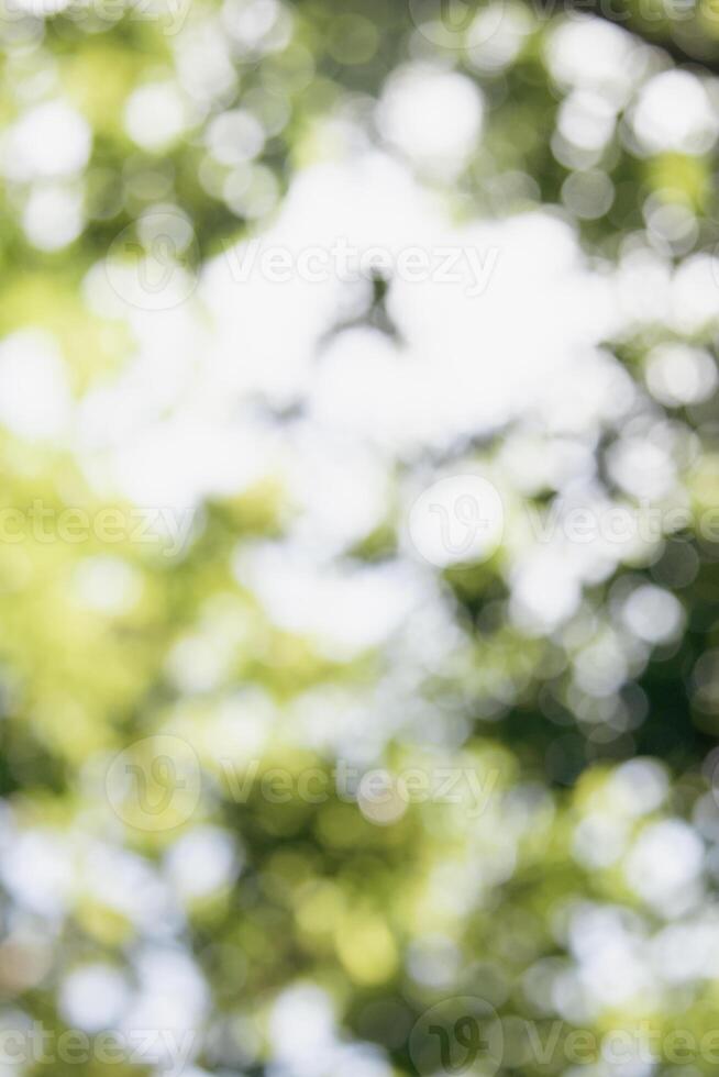 green bokeh background from nature under tree shade,abstract blur background photo