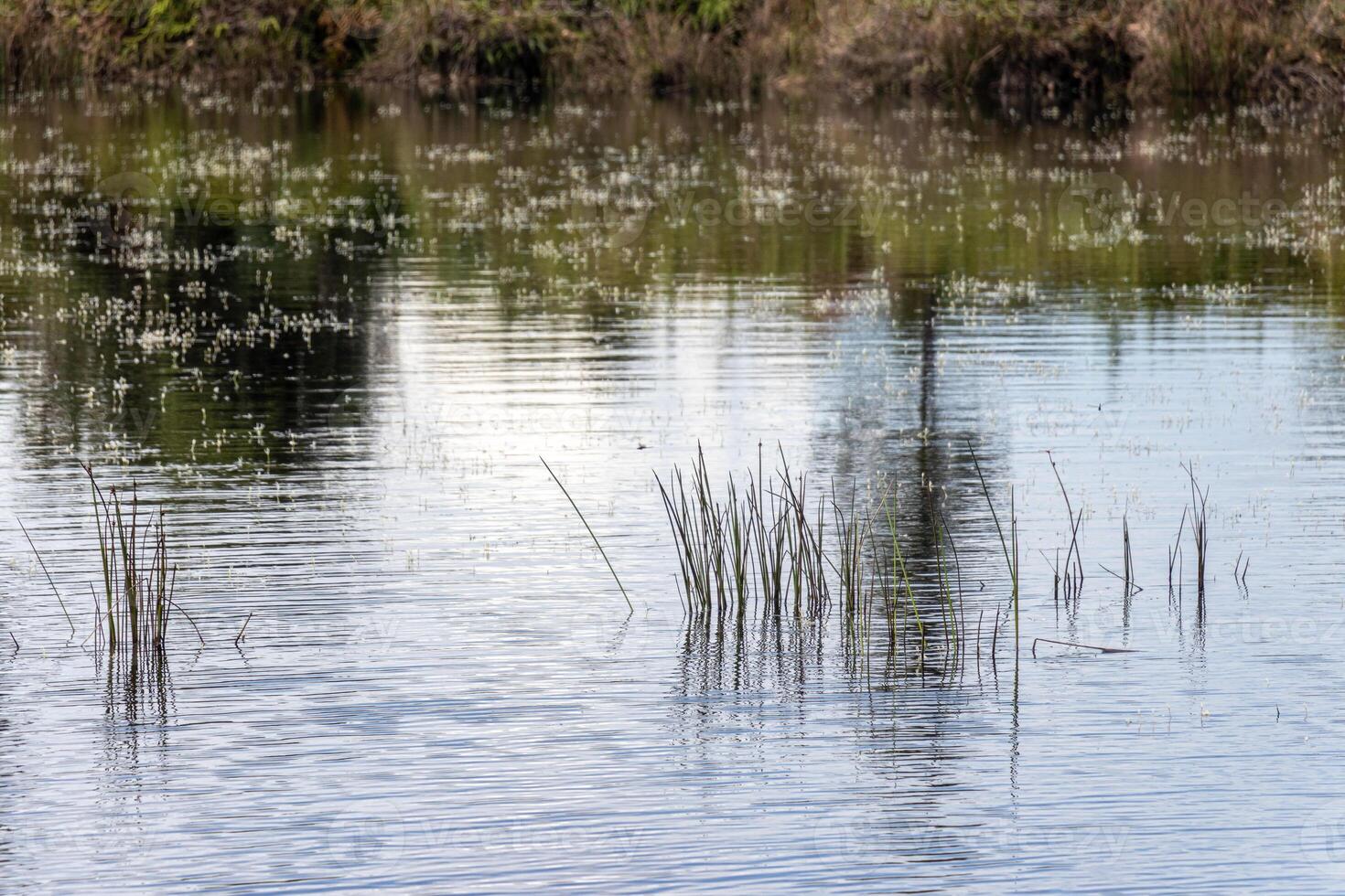 flock of reeds on the lake in spring, nature series photo