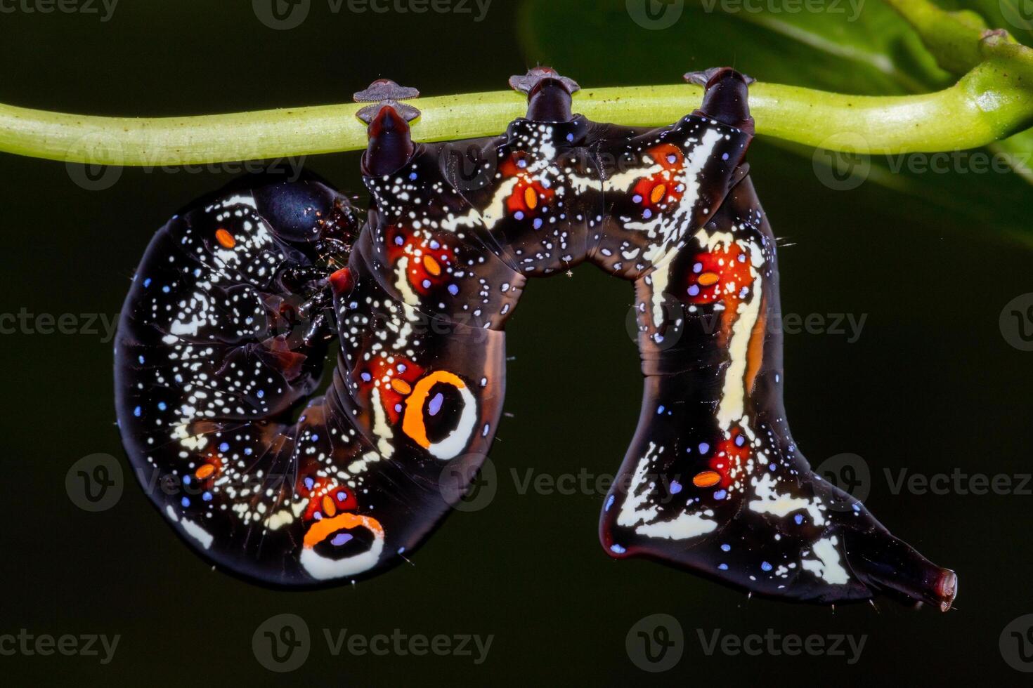 Butterfly caterpillar on a leaf in the rainforest. photo