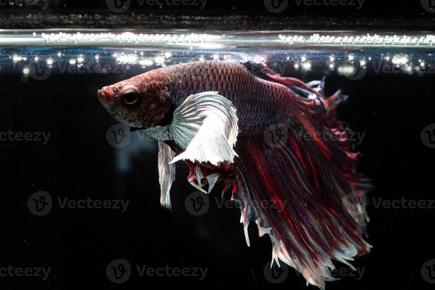 siamese fighting fish isolated on black background. photo
