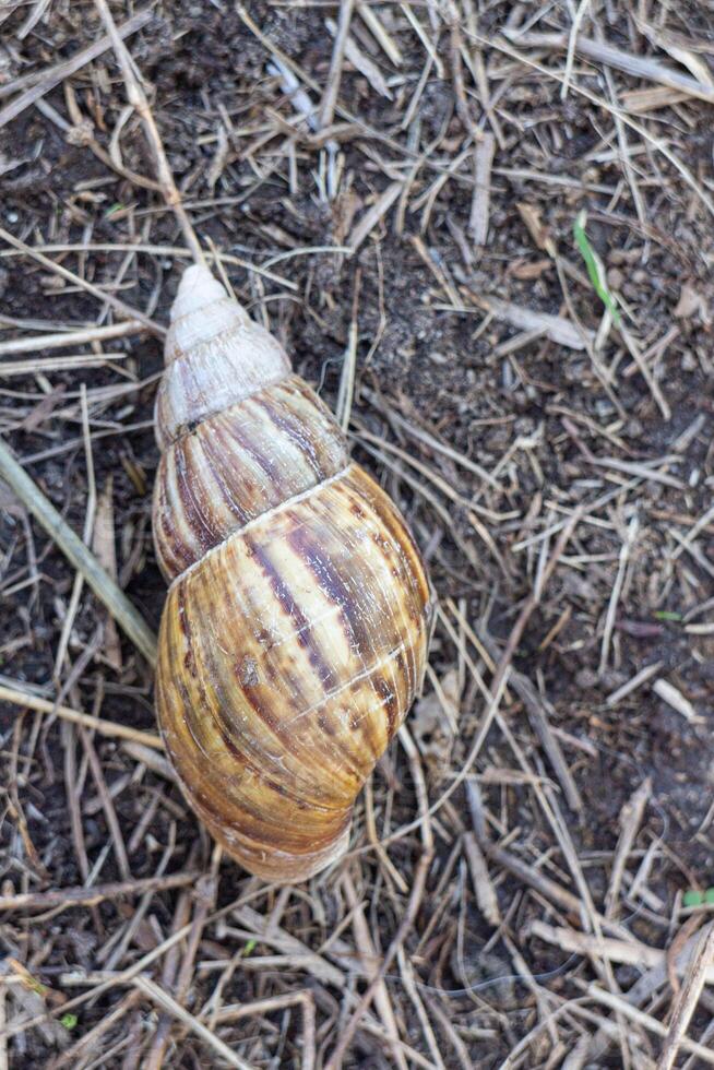 Snail crawling on the ground in the garden. photo