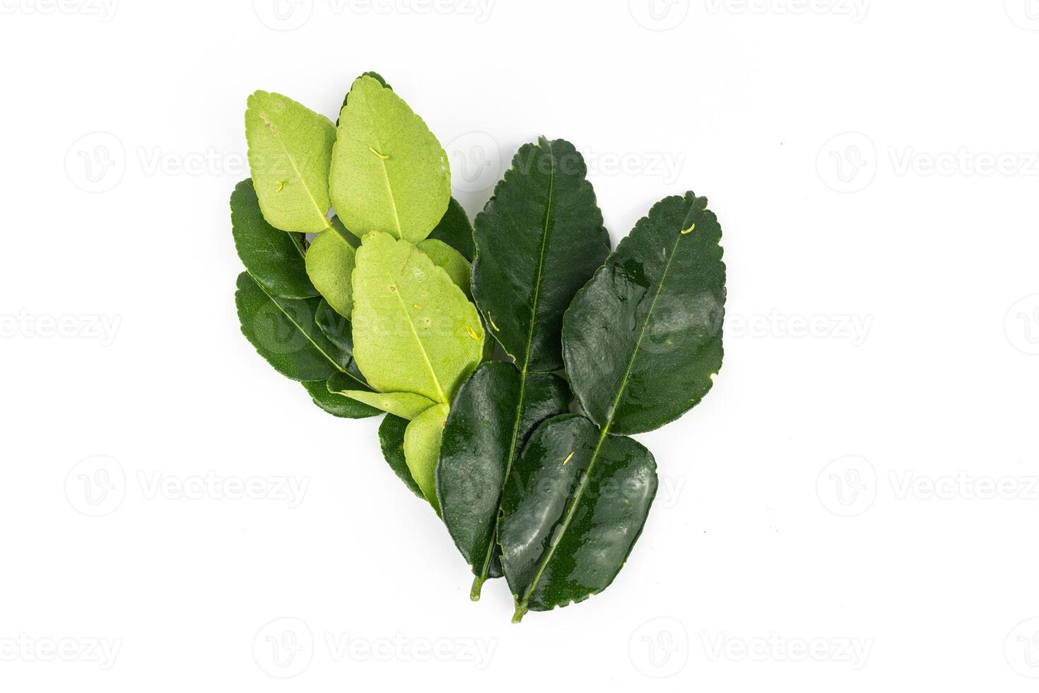 Kaffir lime leaves isolated on white background photo