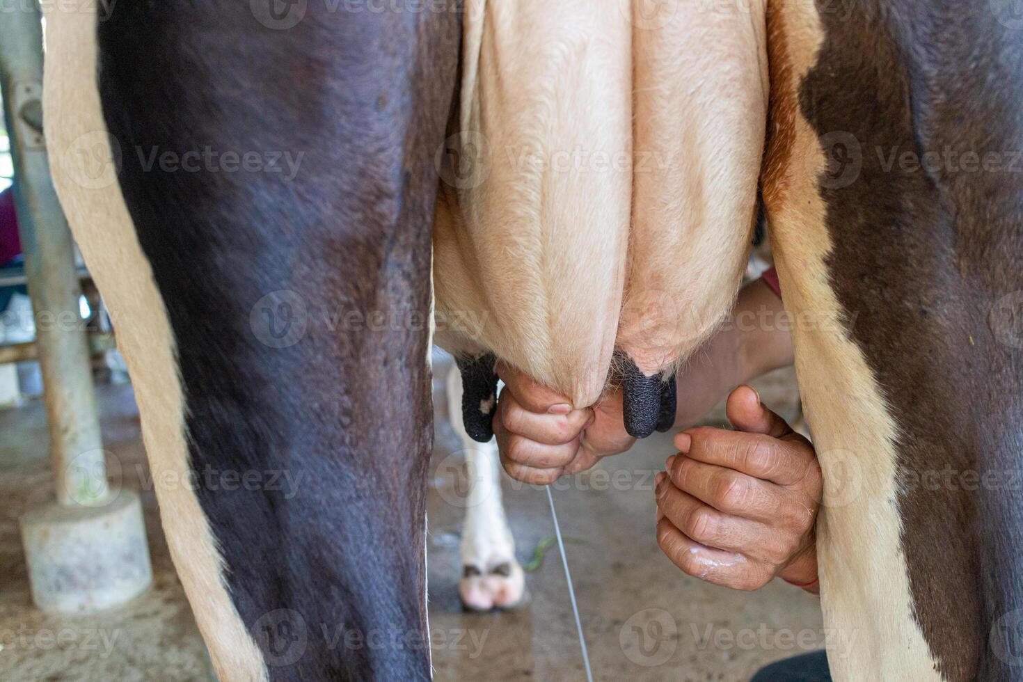 Close up of hand milking a cow in the farm,Thailand photo