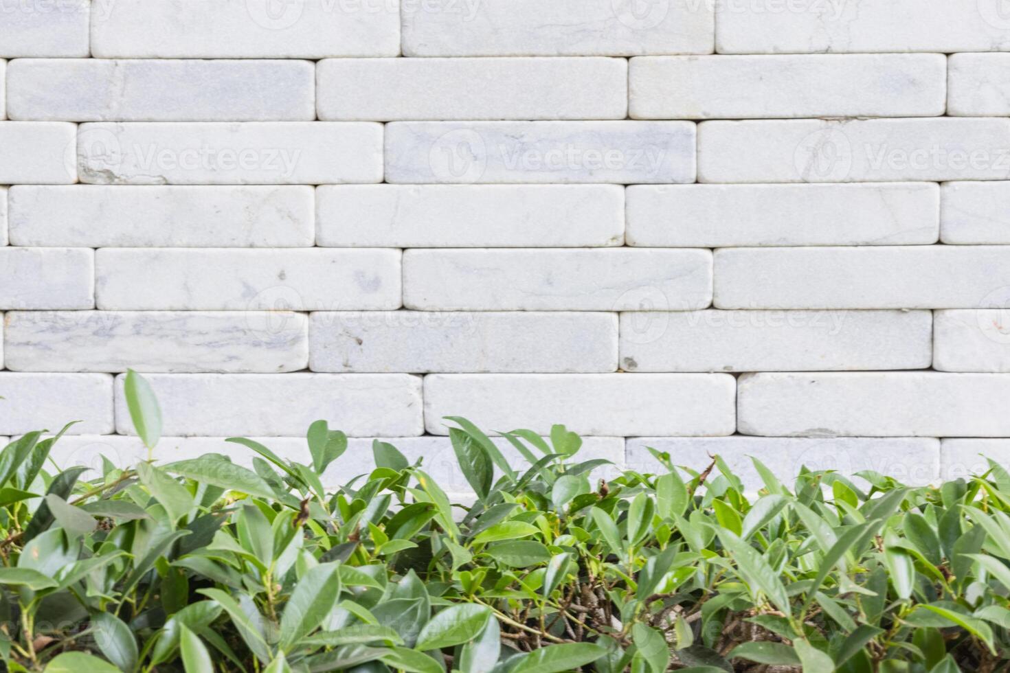 White brick wall with green leaves background. Copy space for text. photo